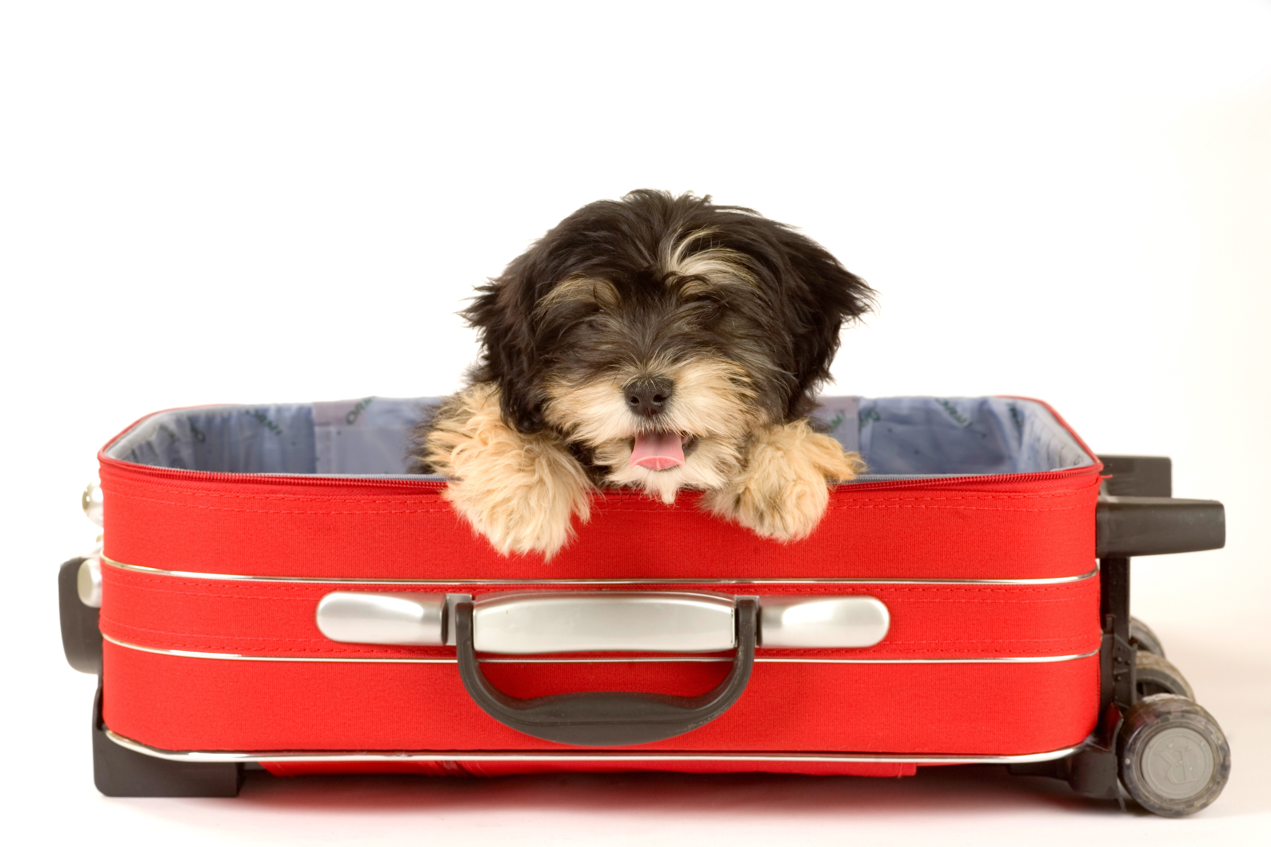 A closer look at Moving With Pets Checklist Pdf